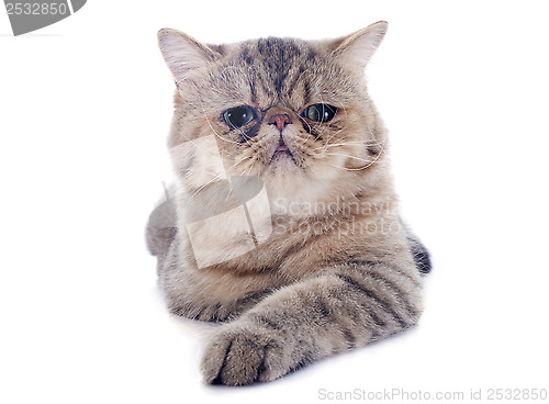 Image of exotic shorthair