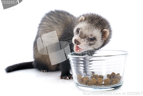 Image of eating brown ferret