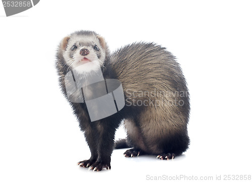 Image of brown ferret