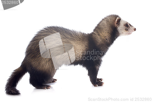 Image of brown ferret