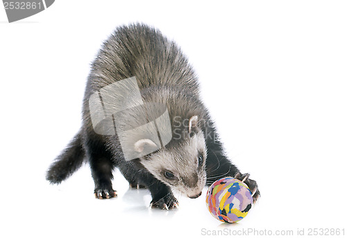 Image of brown ferret and ball