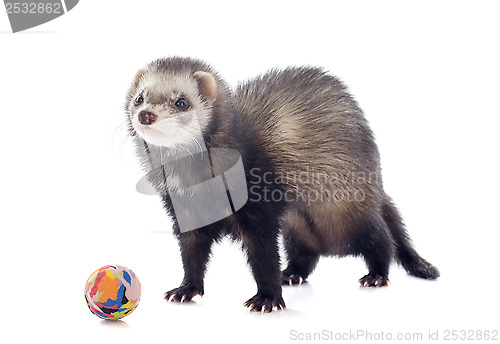 Image of playing brown ferret