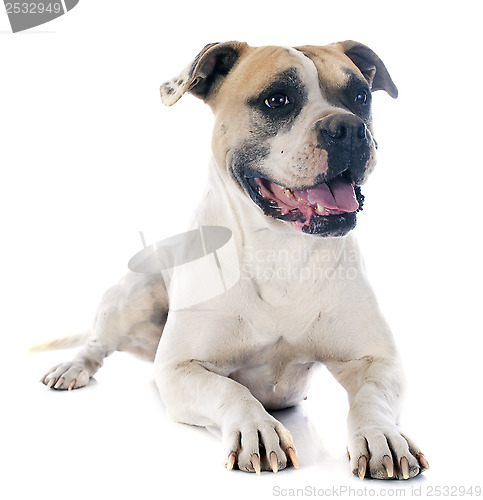 Image of american bulldog