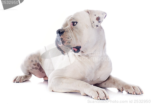 Image of american bulldog