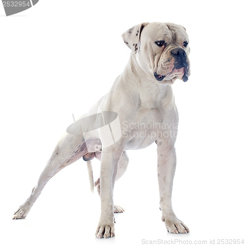 Image of american bulldog