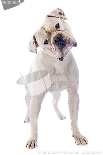 Image of american bulldog