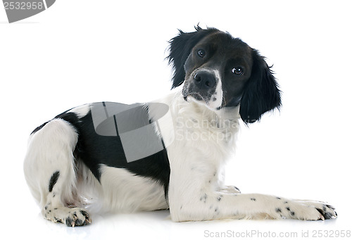 Image of brittany spaniel