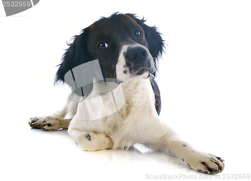 Image of brittany spaniel