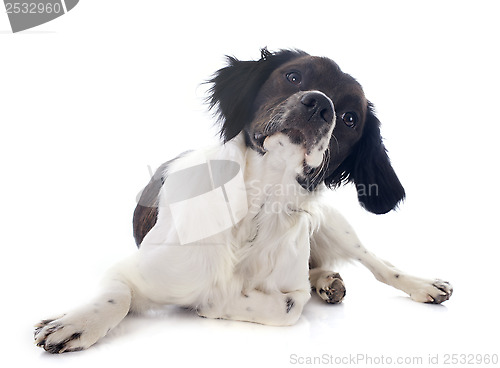 Image of brittany spaniel