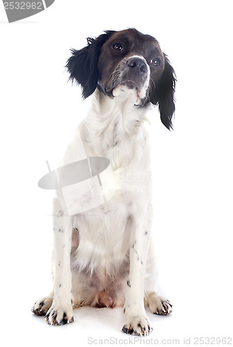 Image of brittany spaniel