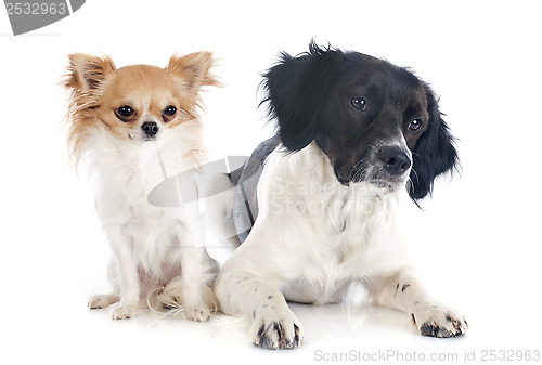 Image of brittany spaniel and chihuahua