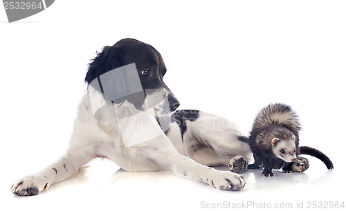 Image of brittany spaniel and ferret