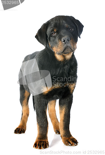 Image of rottweiler