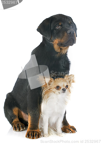 Image of rottweiler and chihuahua