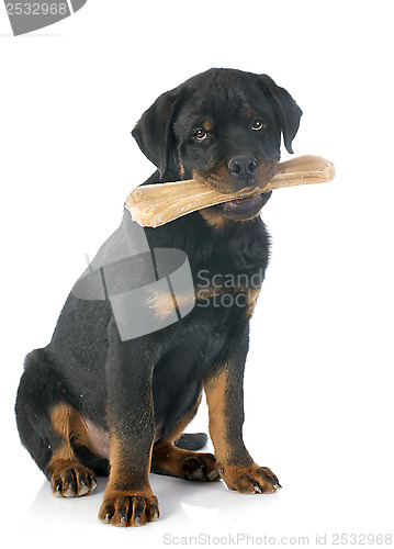 Image of rottweiler and bone