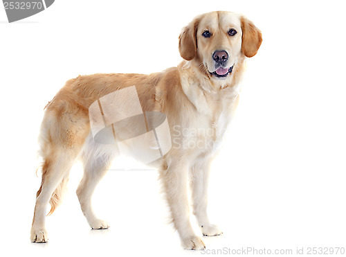 Image of golden retriever