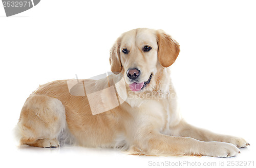 Image of golden retriever