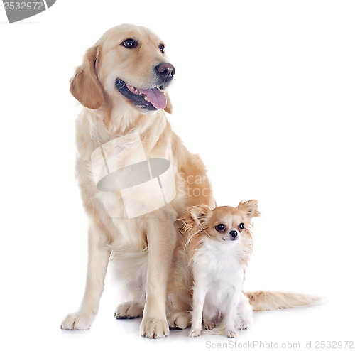 Image of golden retriever and chihuahua