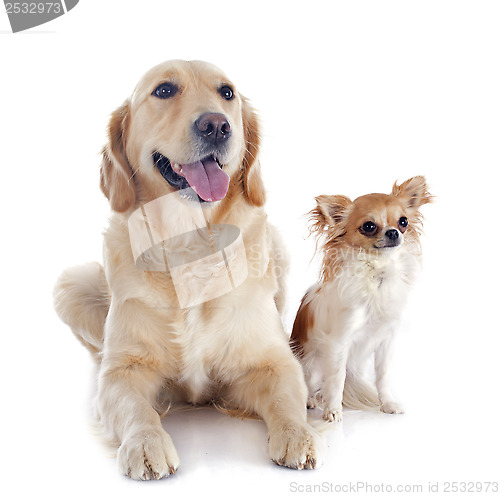 Image of golden retriever and chihuahua