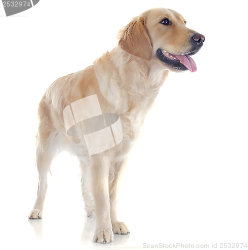 Image of golden retriever