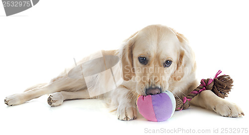 Image of playing golden retriever