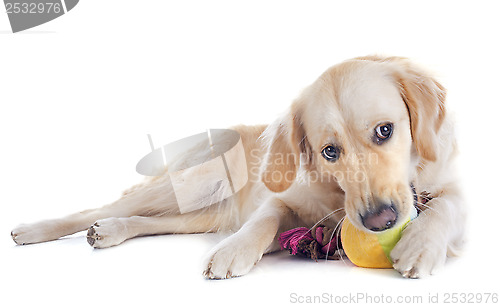 Image of golden retriever