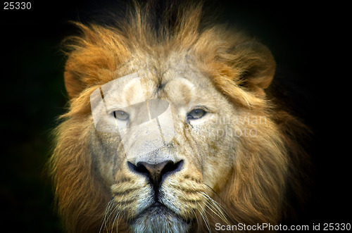 Image of lion