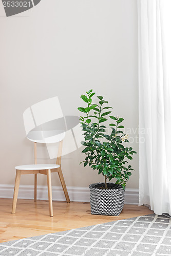 Image of Lemon tree in a bright room