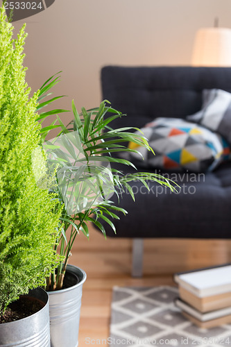 Image of Green plants in the living room