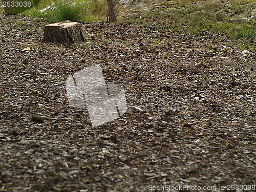 Image of pine tree stump