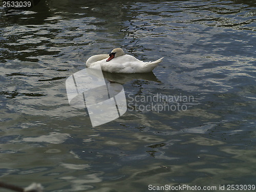 Image of Swan in lake
