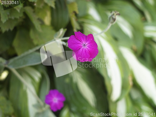 Image of purple flower