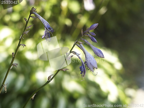 Image of blue flower