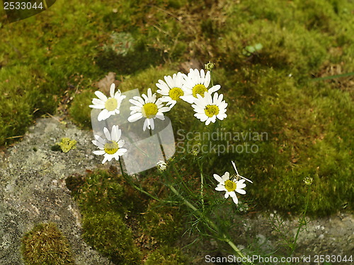 Image of daisy flower