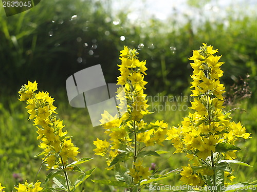 Image of Yellow flowers