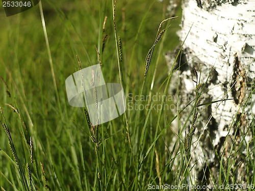 Image of Birch trunk