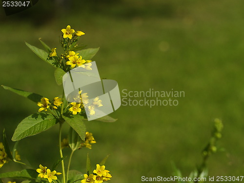 Image of Yellow flowers