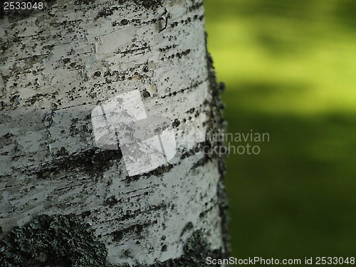 Image of Birch trunk