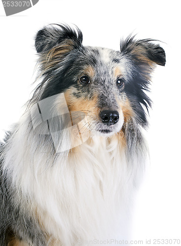 Image of shetland dog