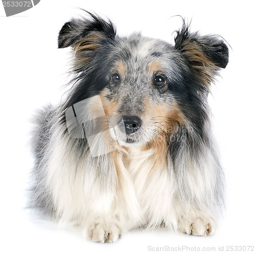 Image of shetland dog