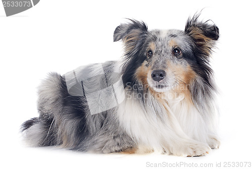 Image of shetland dog