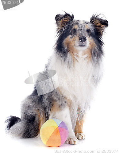 Image of shetland dog