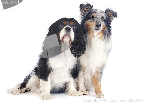 Image of shetland dog and cavalier king charles