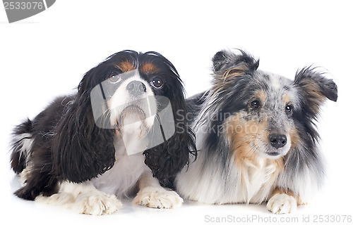 Image of shetland dog and cavalier king charles