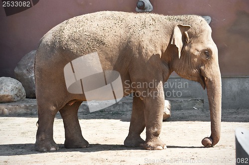 Image of Elephant