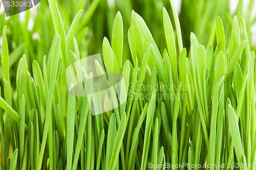 Image of Green grass