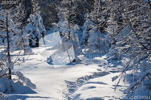 Image of Winter forest