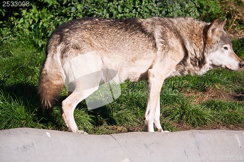 Image of Wolf