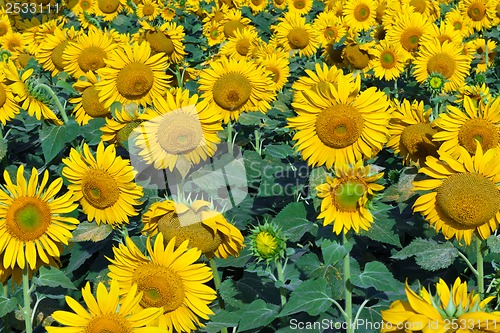 Image of Sunflowers