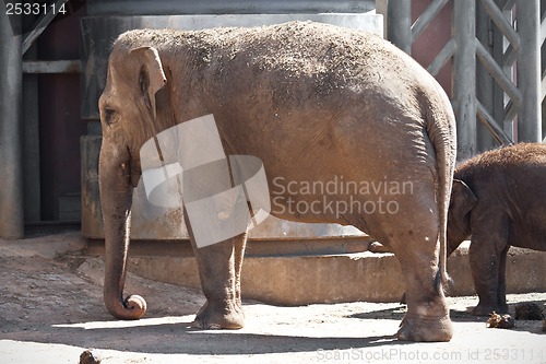 Image of Elephant